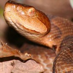 News - 2-Year-Old Bitten by Copperhead Snake in Richardson