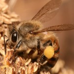 News - Big Beehive Discovered in Richardson
