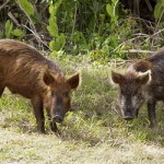 News - Boss Hogs
