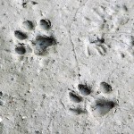 Bobcat - Tracks