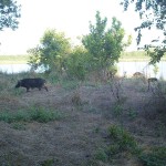 Feral Hog - Population Explosion