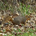 Fox Squirrel - Swimmer