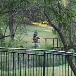 Red-tailed Hawk - Bird Feeder