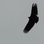 Black Vulture - VCDB