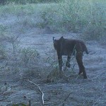 Bobcat - Frisco's Grand Park