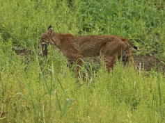 Bobcat - VCDB