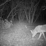Coyote - Arbor Hills Apples