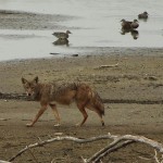 Coyote - VCDB