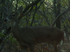 White-tailed Deer - In Arbor Hills Nature Preserve