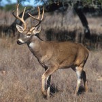 News - Deer Collisions Bring Attention to Road Safety