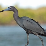 News - Fort Worth Residents Aim to Tell Egret Invasion 'Bye Bye Birdie'