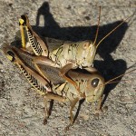 Differential Grasshopper - Late Season Mating