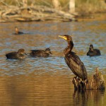 Double-crested Cormorant - Diving In