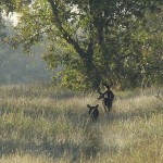 White-tailed Deer - Riverbend