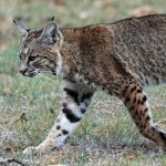 News - Bobcats Causing Concern in Frisco