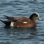 American Wigeon - Winter Water