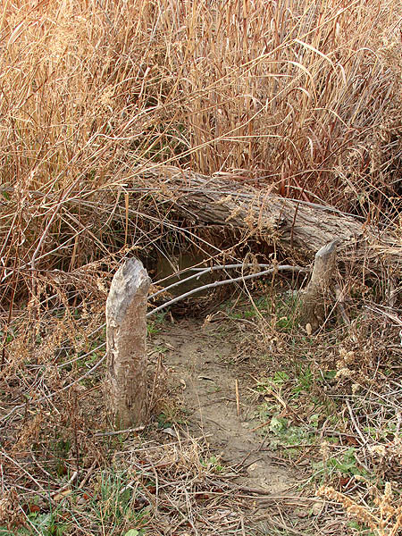 A Beaver slide.  This is a placed used by the Beavers to enter and exit the water.