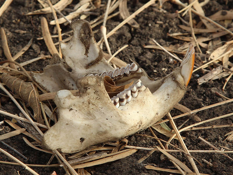 The lower jawbone of a deceased Beaver.