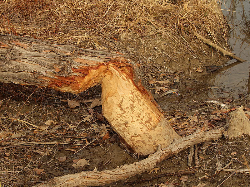 Evidence of recent Beaver activity near the destroyed dam.