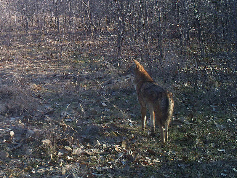 Something has capture this Coyote's attention.  It is likely mountain bikers riding through the woods on the Frito-Lay side of the fence line.