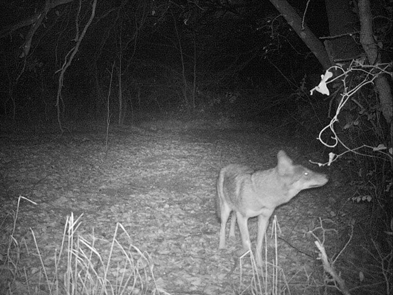 This Coyote was baited in front of the camera with apples.