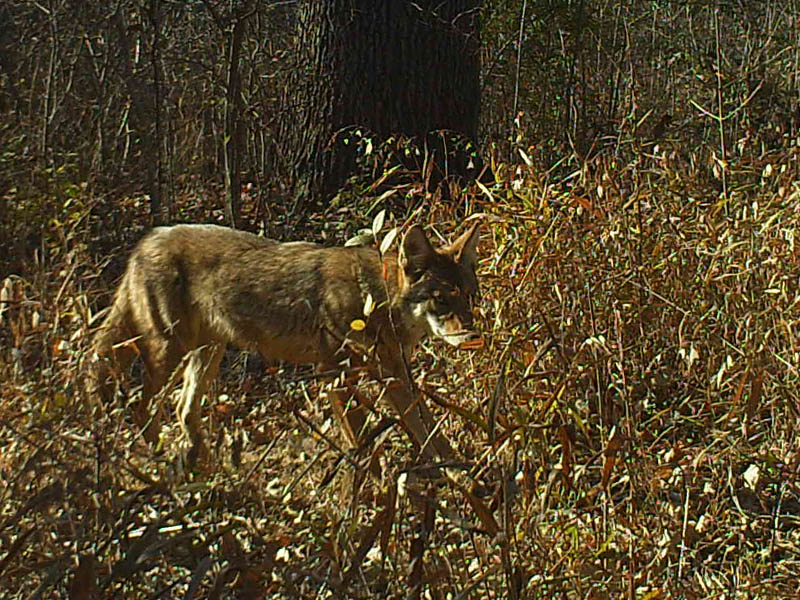 By luck, I set this Scouting Camera up in front of this Coyote's favorite resting spot.  In this picture he is preparing to have a stretch.