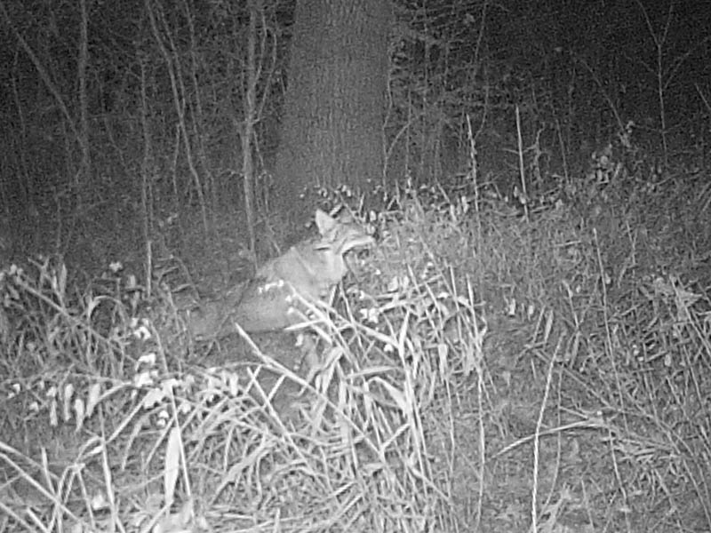 Another night the coyote, slept in front of the camera for a little over an hour.  This yawn and stretch occurred upon his awakening. 