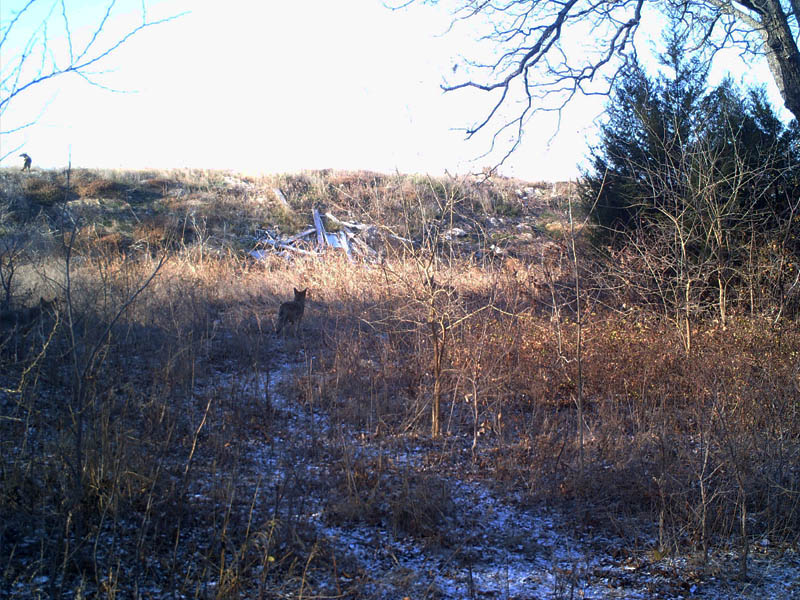 There are at least four Coyotes in this picture.  Can you see them all?