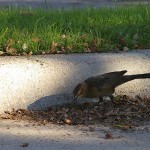 Great-tailed Grackle - Acorns