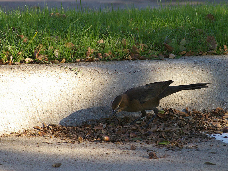 Great-tailed Grackle - Acorns001