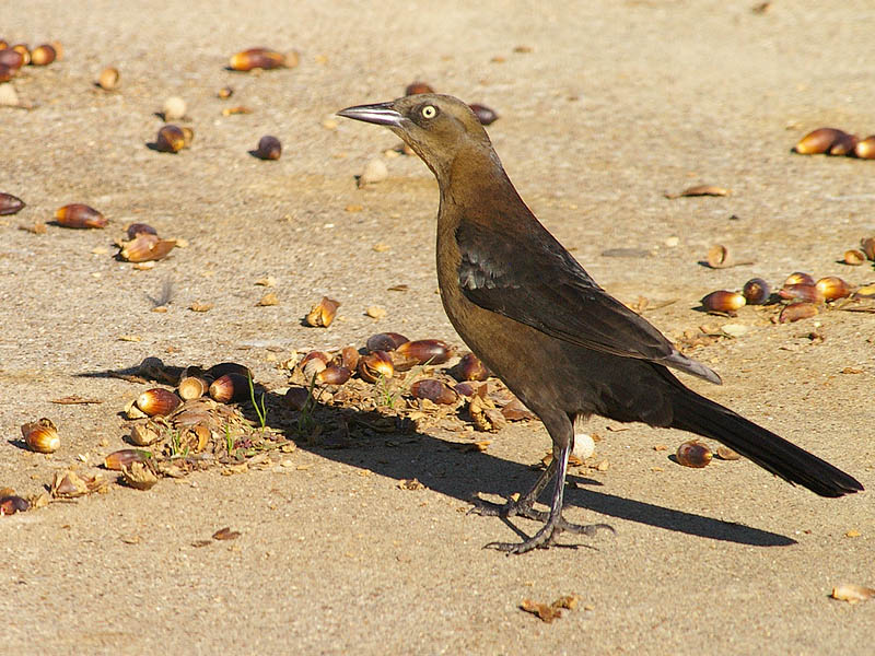Great-tailed Grackle - Acorns-002