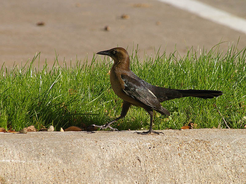 Great-tailed Grackle - Acorns004