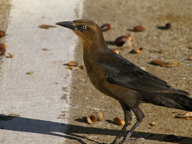 Great-tailed Grackle - Acorns-005