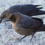 Great-tailed Grackles - Merry Christmas!