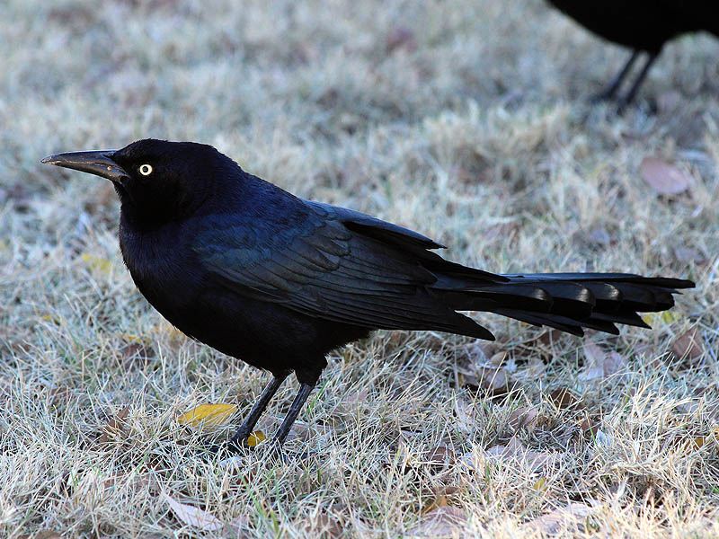 Great-tailed Grackles - Merry Christmas!