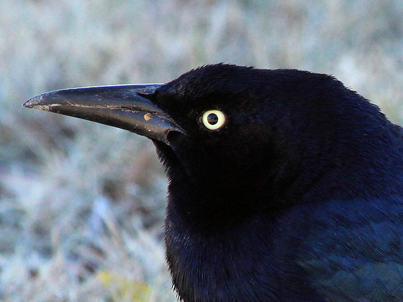 Great-tailed Grackles - Merry Christmas!