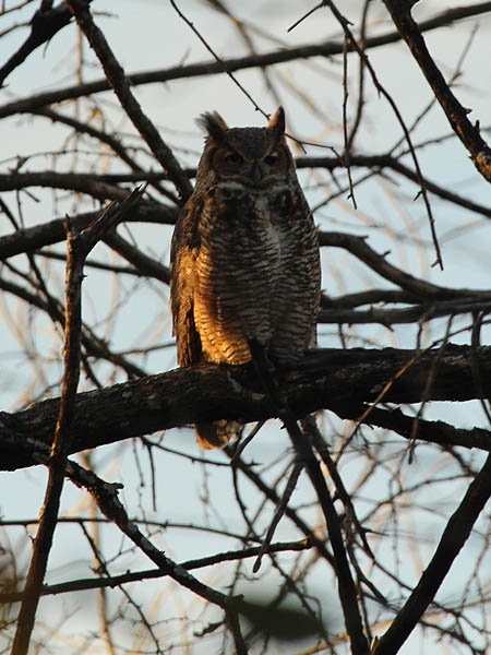 The second owl was just a feet yards/meters away.