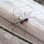 Harvestman - Long Legs