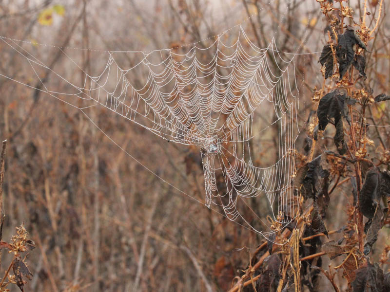 A dew covered spider-web.