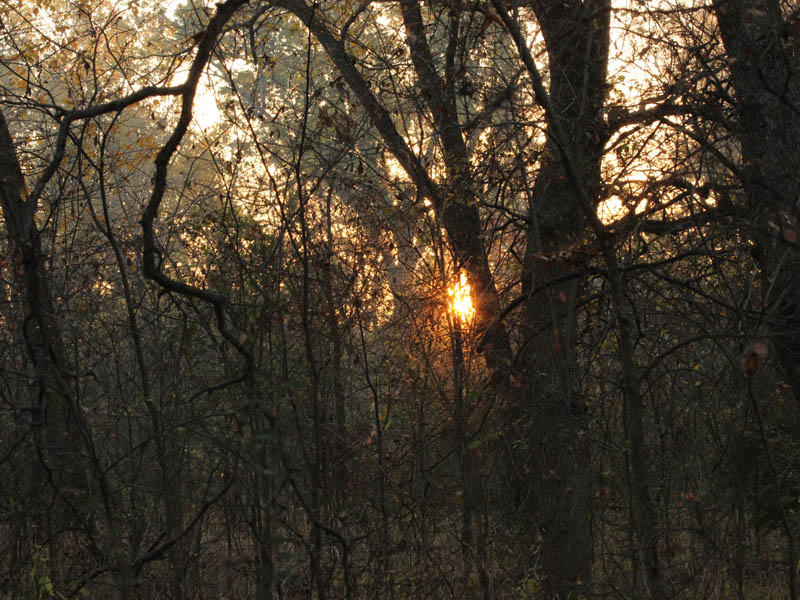 Sunrise through the dense woods.