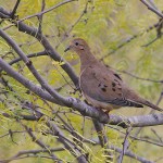 Mourning Dove - Mesquite Tree