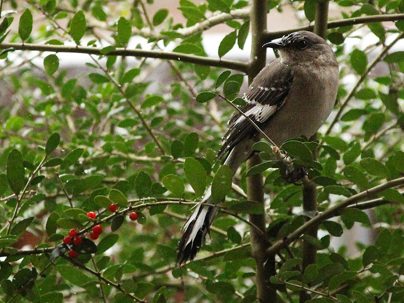 Northern Mockingbird - White Christmas