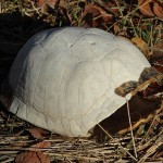 Ornate Box Turtle - Extinct?