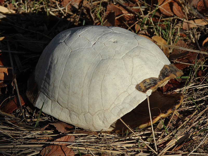 Ornate Box Turtle - Extinct?