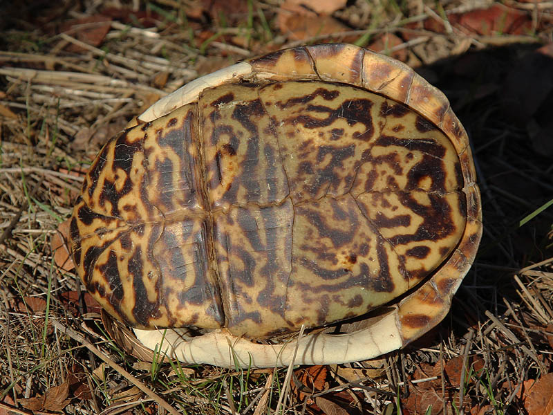 Ornate Box Turtle - Extinct?