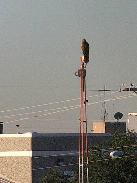 A Red-tailed Hawk perched atop a light at Addison Airport.