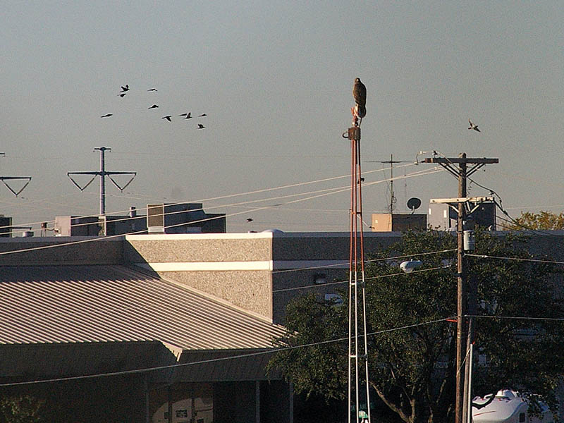 This Red-tailed Hawk is about to be mobbed by a group of marauding crows.