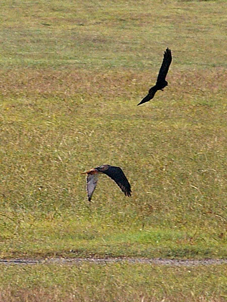 The crows impacted the hawk bodily on several occasions.