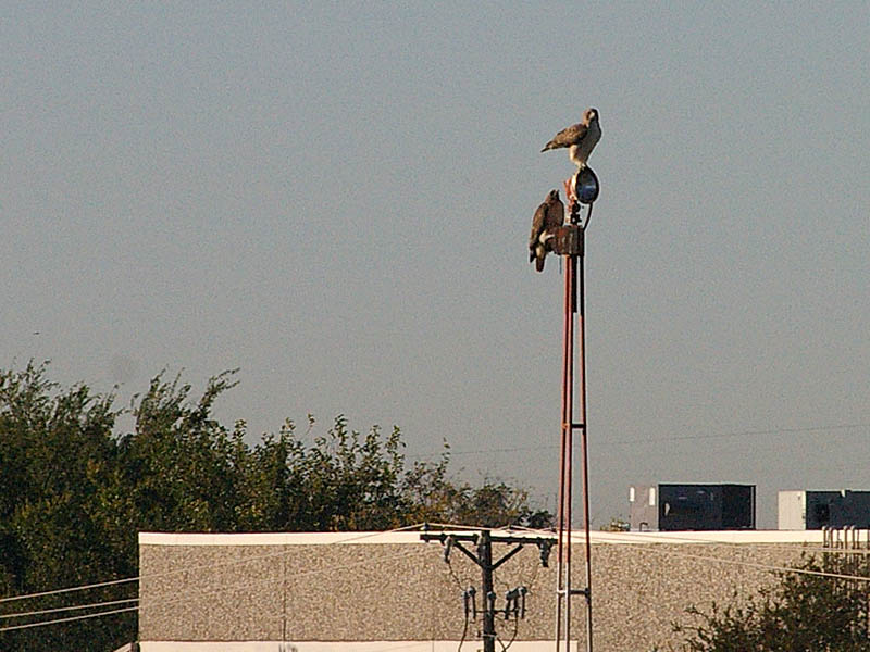 With the crows gone, the first hawk was soon joined by his mate.