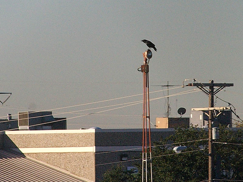 Crows Triumphant!
